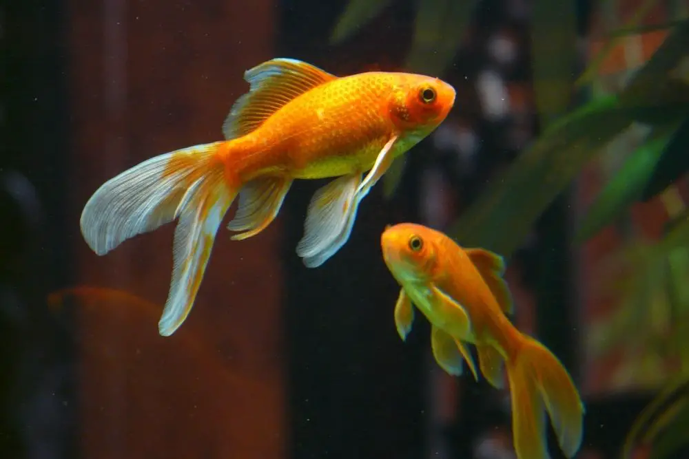 The Goldfish: Spiritual and Dream Meanings, Symbolism, And More
