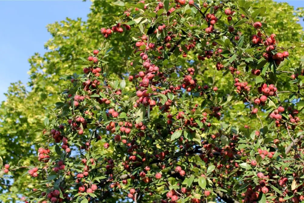 The Hawthorn Tree: Meanings, Flower Symbolism, And Must-Know Facts