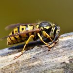 The Hornet: Spiritual And Dream Meanings, Symbolism, And More