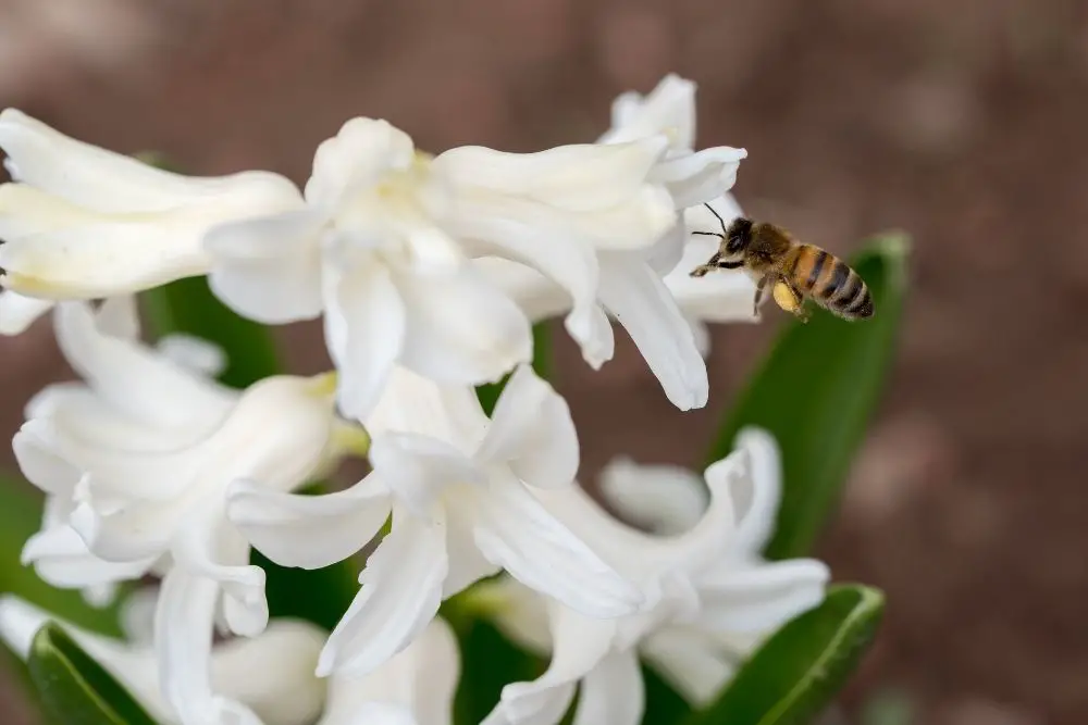 The Hyacinth Flower: Meaning, Symbolism, And More