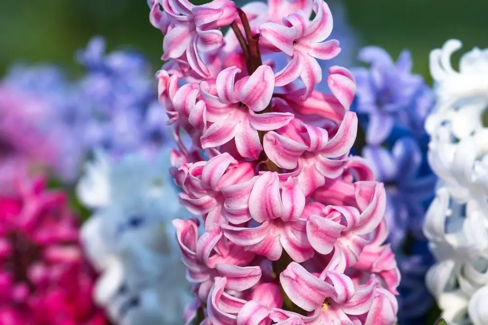 The Hyacinth Flower: Meaning, Symbolism, And More
