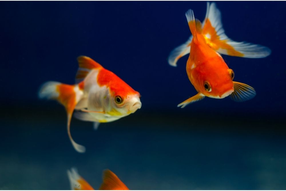 The Spiritual Meaning Of The Goldfish