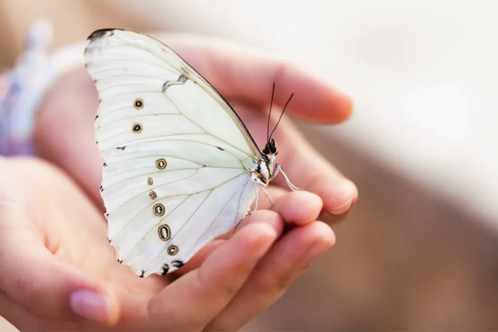 The White Butterfly: Spiritual and Dream Meanings, Symbolism and More