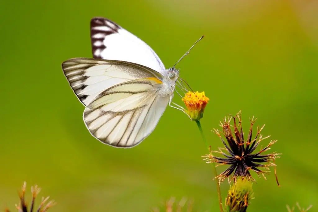 The White Butterfly Spiritual and Dream Meanings, Symbolism and More