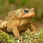 Toad: Spiritual Meaning, Dream Meaning, Symbolism & More