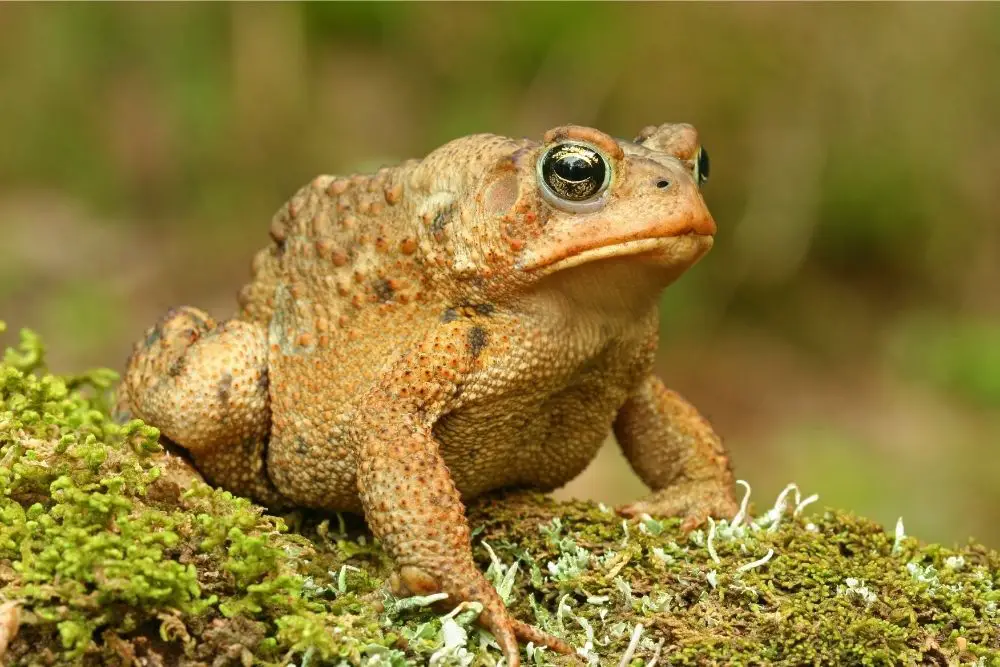 Toad Spiritual Meaning, Dream Meaning, Symbolism & More