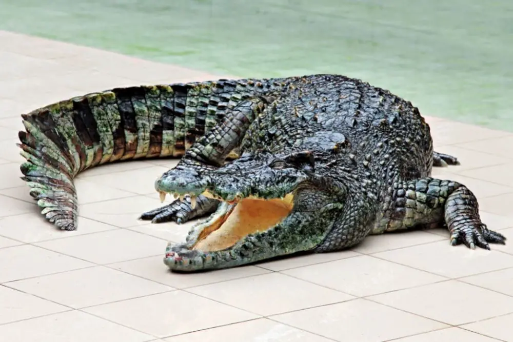 Totem Animal Crocodile