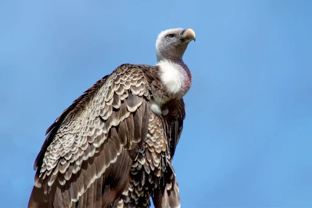 Vulture Spiritual Meaning, Dream Meaning, Symbolism & More