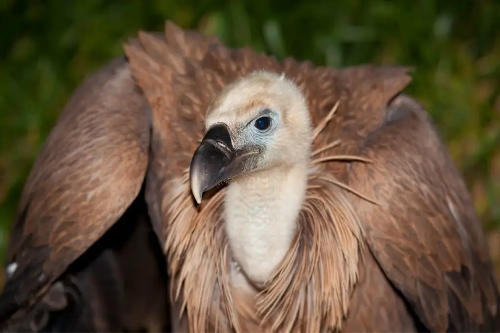 Vulture: Spiritual Meaning, Dream Meaning, Symbolism & More