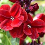 Wallflower Meaning, Spiritual Symbolism, Color Meaning & More