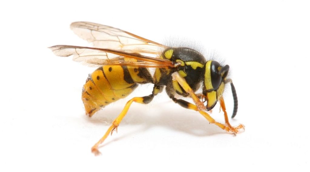 Wasp Power Animal