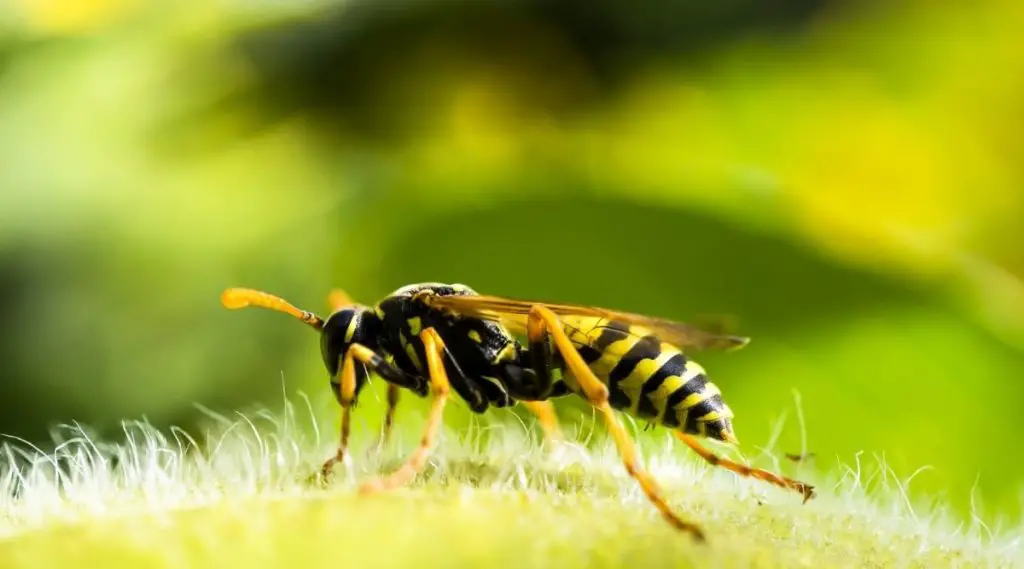 Wasp Spiritual Meaning, Dream Meaning, Symbolism & More