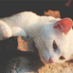 White Cat: Spiritual Meaning, Dream Meaning, Symbolism & More