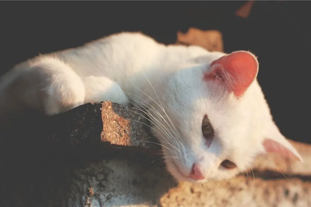 White Cat Spiritual Meaning, Dream Meaning, Symbolism & More