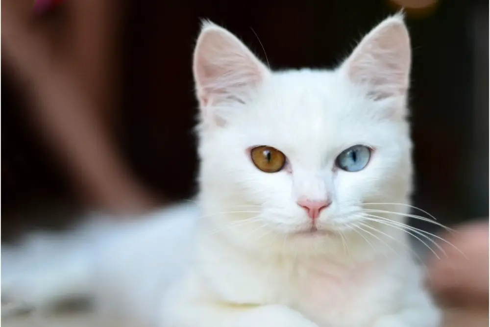White Cat Spiritual Meaning
