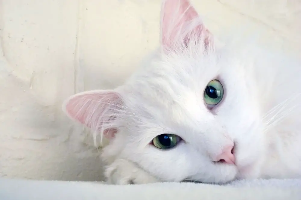 White Cat Totem Animal