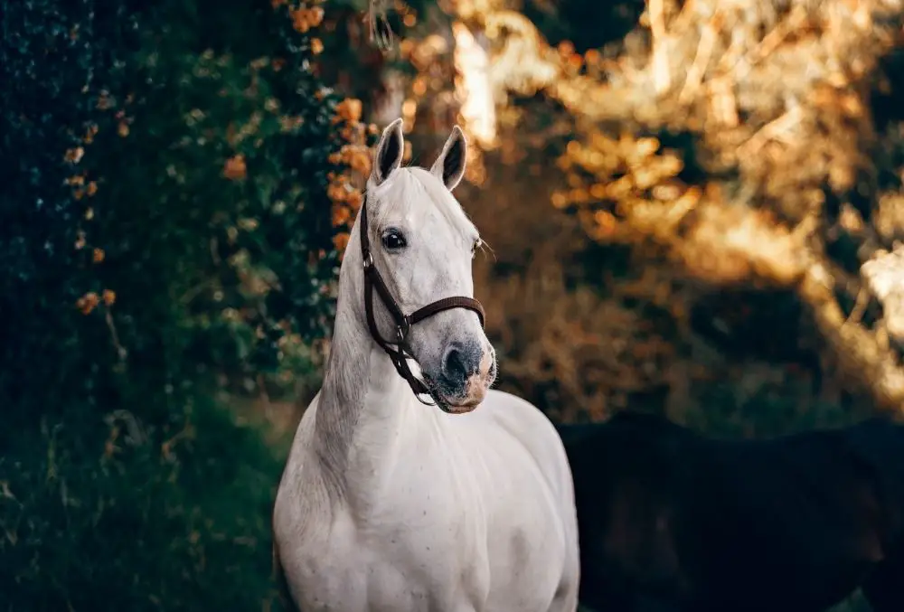 White Horse: Spiritual Meaning, Dream Meaning, Symbolism & More