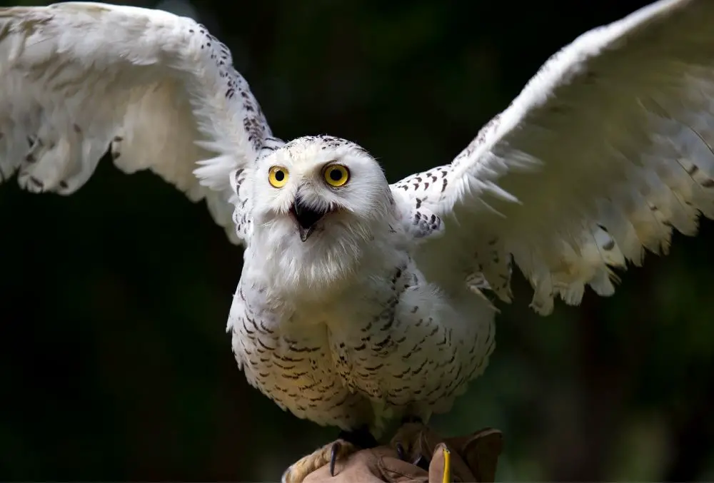 White Owl: Spiritual Meaning, Dream Meanings, Symbolism, And More
