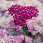 Yarrow Flower Meaning, Spiritual Symbolism, Color Meaning & More