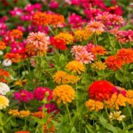 Zinnia Flower Meaning, Spiritual Symbolism, Color Meaning & More