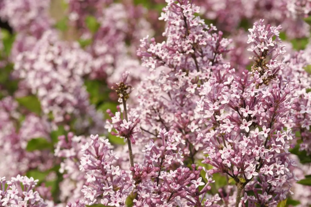 The Lovely Meanings Of The Color Lilac (1)