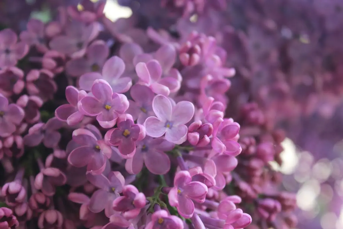 The Lovely Meanings Of The Color Lilac (3)