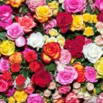 The Ravishing Meanings Of The Colors Of Radiant Roses