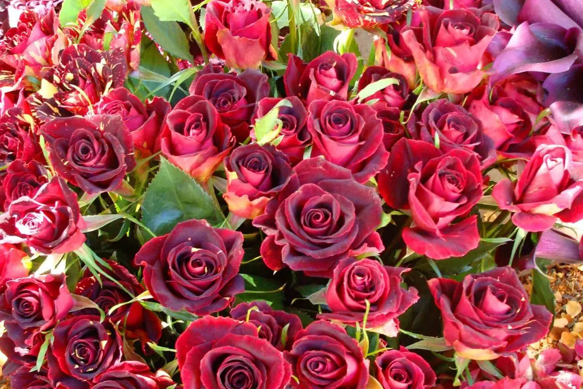 The Ravishing Meanings of The Colors of Radiant Roses