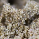 The Supreme Guide To The Stunning Sand Crystals You Need In Your Life