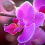 The Ultimate Guide To The Extraordinary Meanings of The Color Orchid