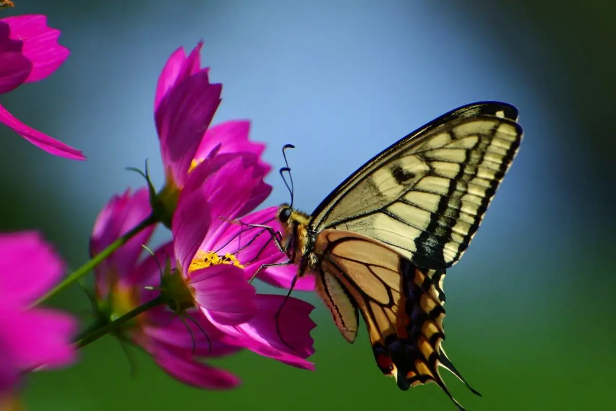 _The Ultimate Guide To The Meanings of Beautiful Butterfly Colors
