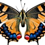 The Ultimate Guide To The Meanings Of Beautiful Butterfly Colors
