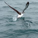 Albatross: Spiritual Meaning, Dream Meaning, Symbolism And More