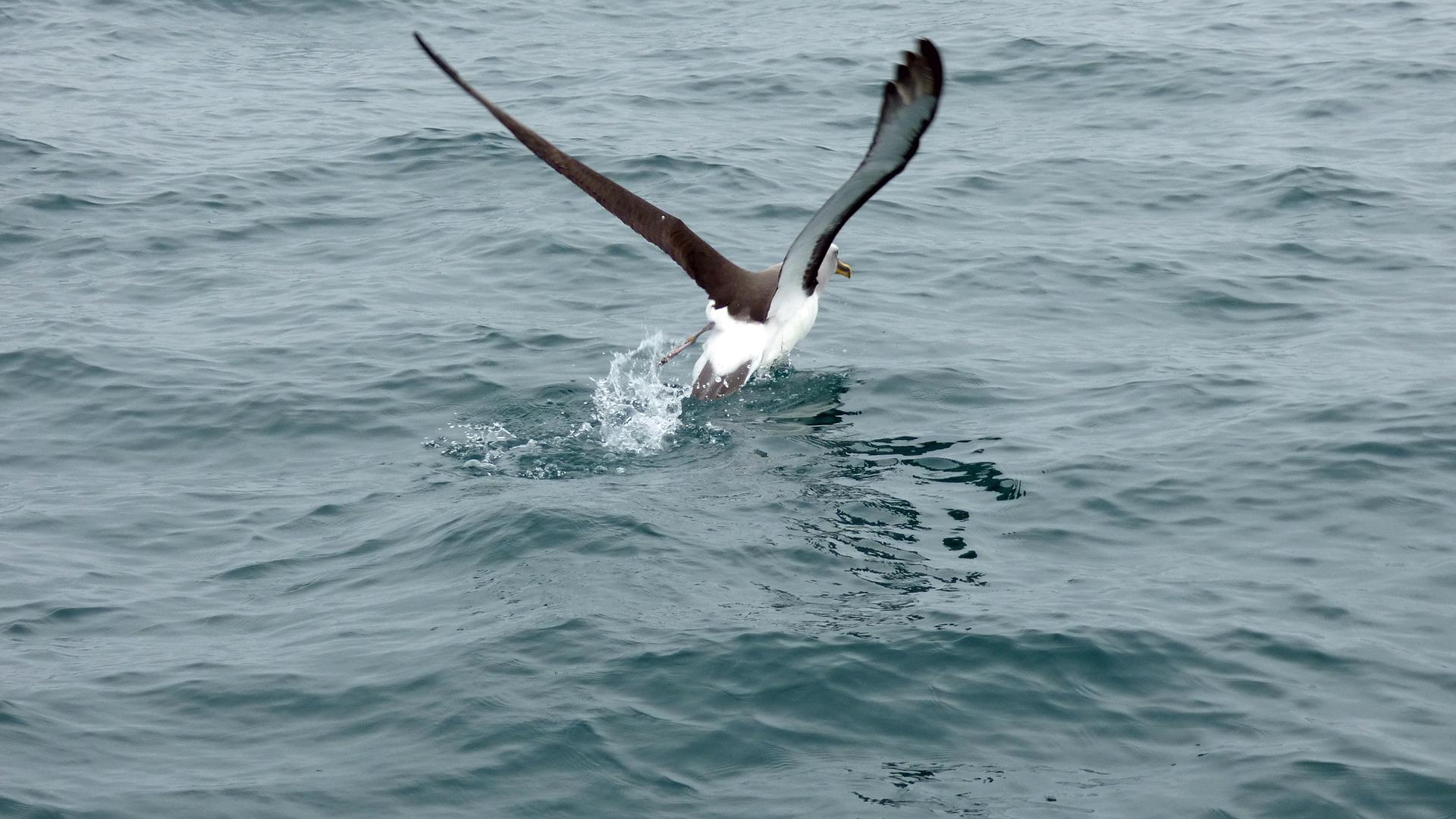 Albatross: Spiritual Meaning, Dream Meaning, Symbolism And More -