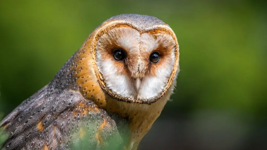 Barn Owl: Spiritual Meaning, Dream Meaning, Symbolism & More -