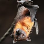Bat: Spiritual Meaning, Dream Meaning, Symbolism & More