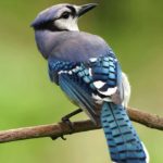 Blue Jay: Spiritual Meaning, Dream Meaning, Symbolism & More
