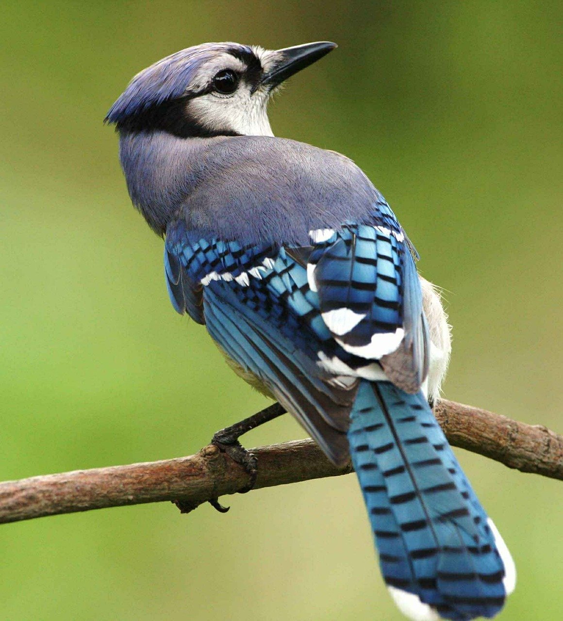 Bluejay Tattoo Meaning: Unveiling the Hidden Symbolism and Power behind