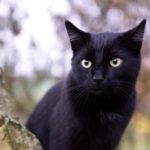 Black Cat: Spiritual Meaning, Dream Meaning, Symbolism & More