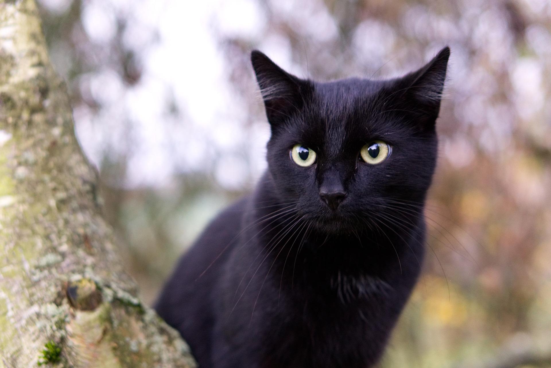 Black Cat: Spiritual Meaning, Dream Meaning, Symbolism & More -