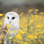 Barn Owl: Spiritual Meaning, Dream Meaning, Symbolism & More