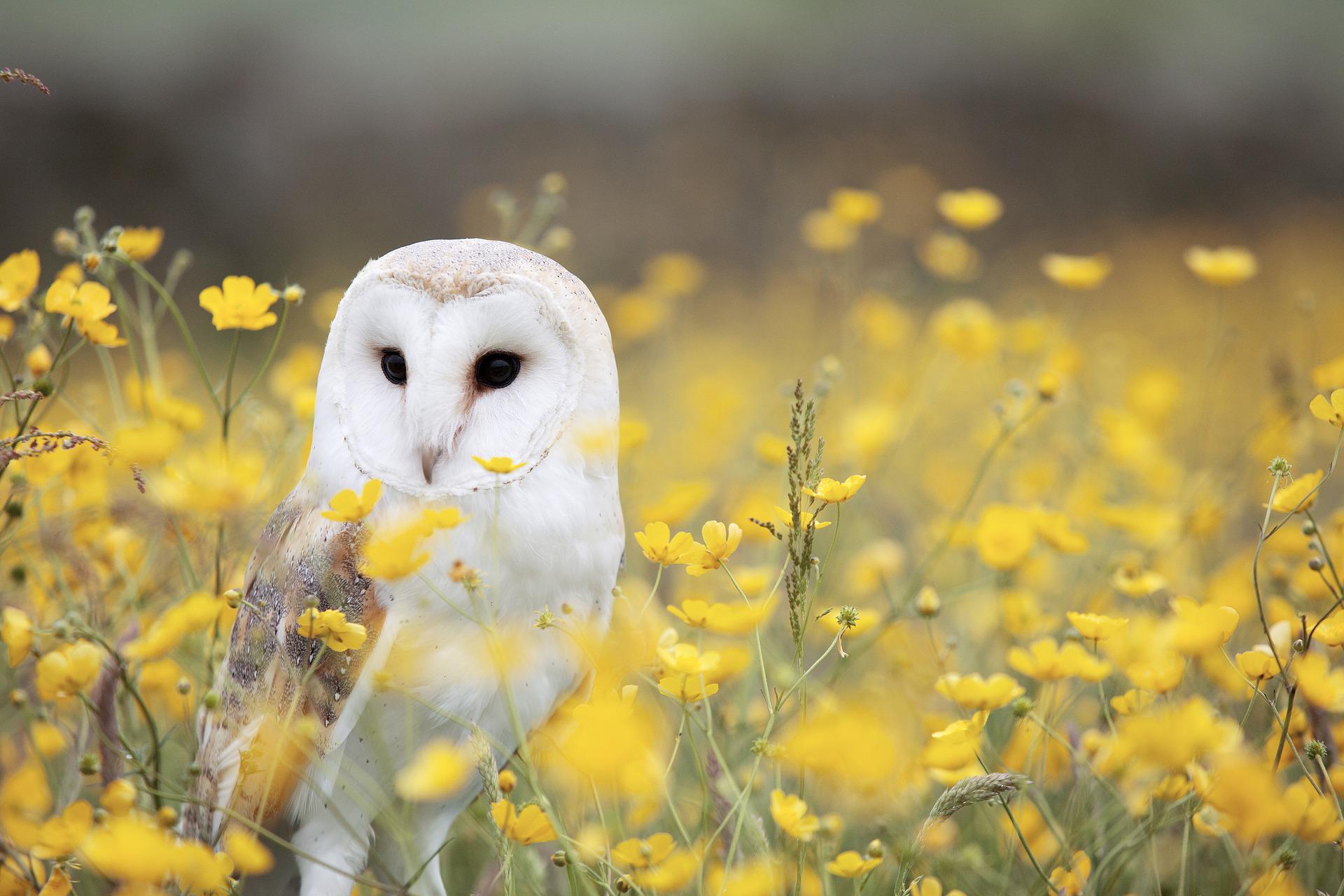 Barn Owl: Spiritual Meaning, Dream Meaning, Symbolism & More -