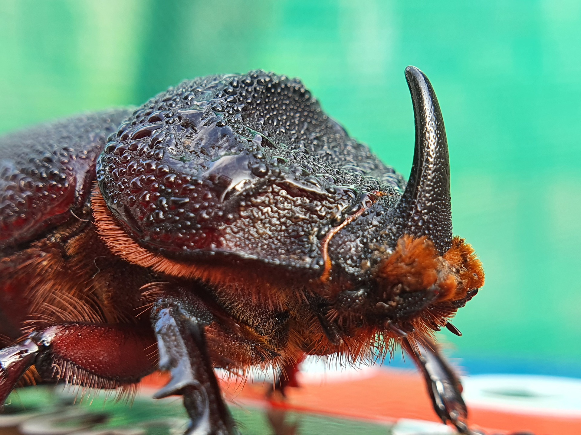 Beetle: Spiritual Meaning, Dream Meaning, Symbolism & More -