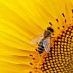 Bee: Spiritual Meaning, Dream Meaning, Symbolism & More
