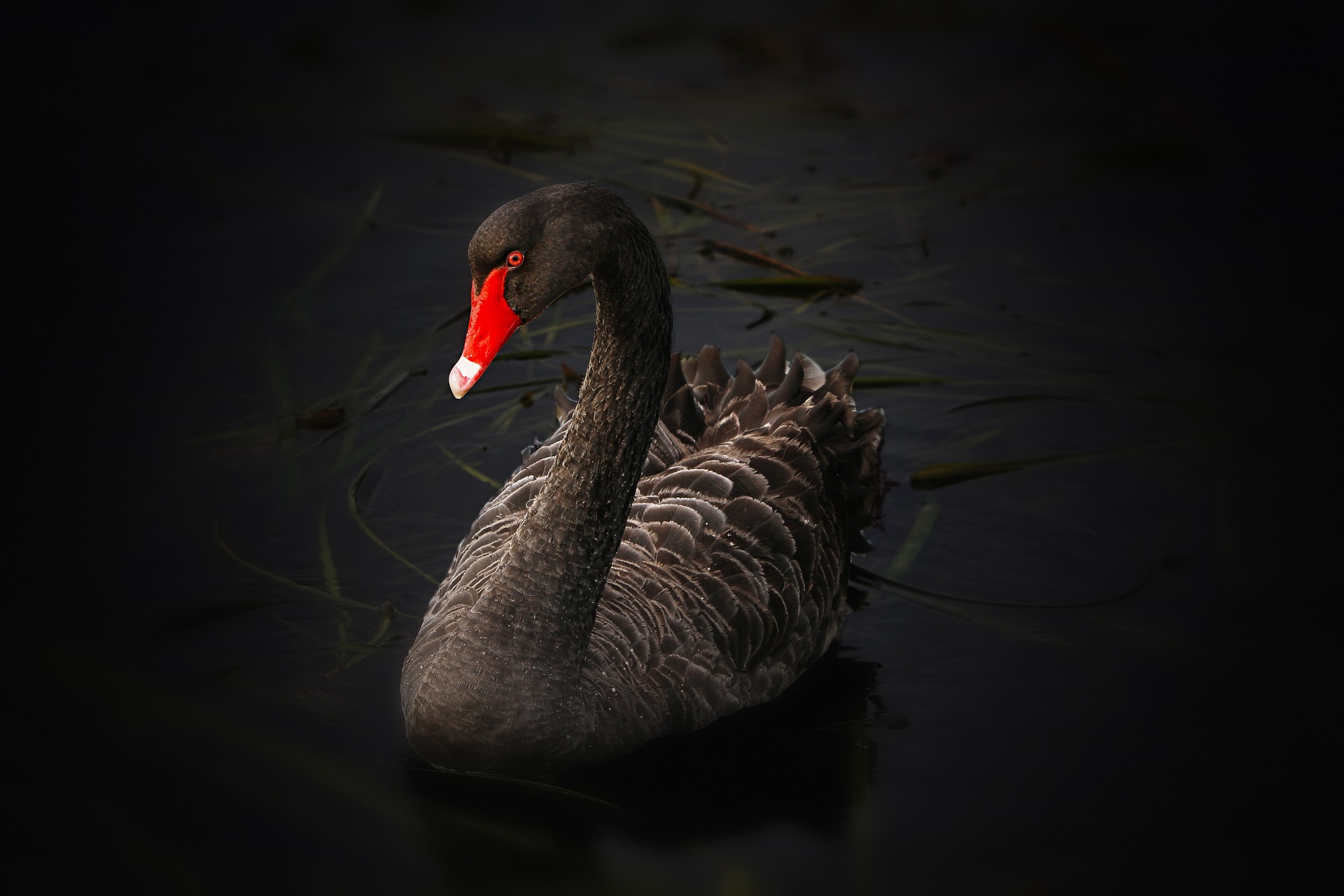 Black Swan: Spiritual Meaning, Dream Meaning, Symbolism & More -
