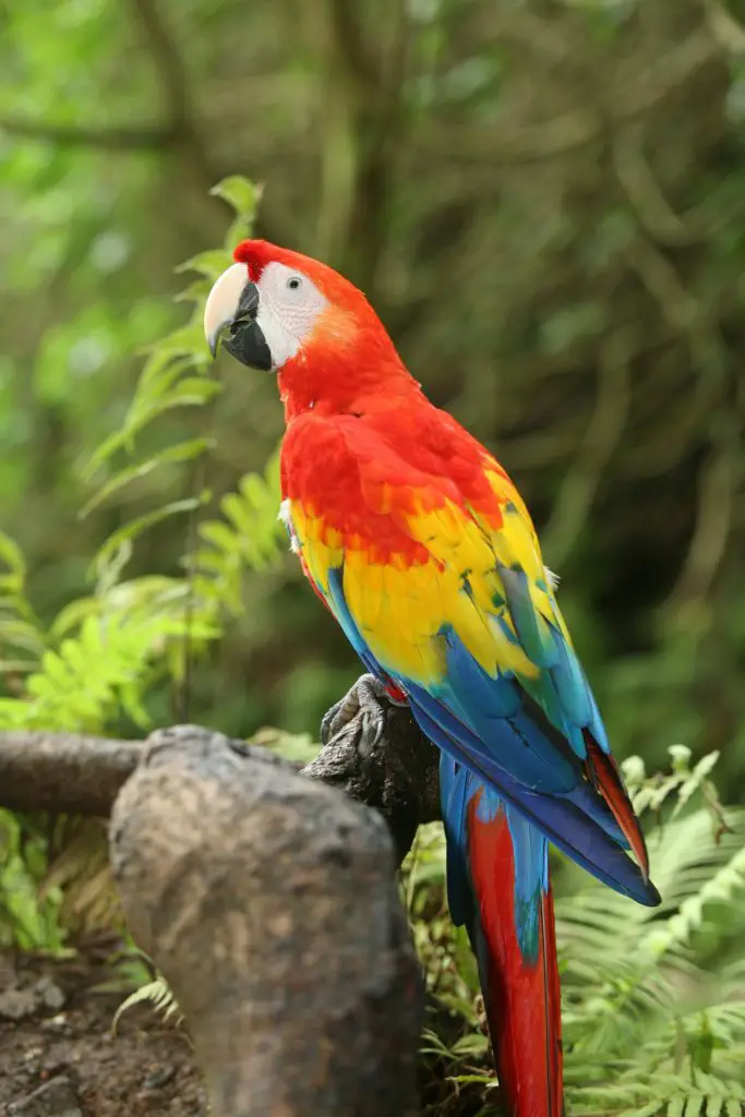 Parrot: Spiritual Meaning, Dream Meaning, Symbolism & More -