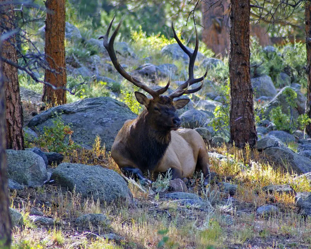 Elk: Spiritual Meaning, Dream Meaning, Symbolism And More -