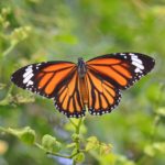 Monarch Butterfly: Spiritual Meaning, Dream Meaning, Symbolism & More
