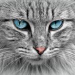 Cat: Spiritual Meaning, Dream Meaning, Symbolism & More
