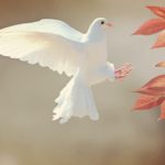 Dove: Spiritual Meaning, Dream Meaning, Symbolism & More